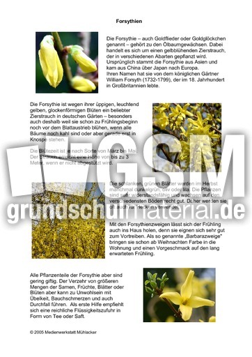 Steckbrief-Forsythien.pdf